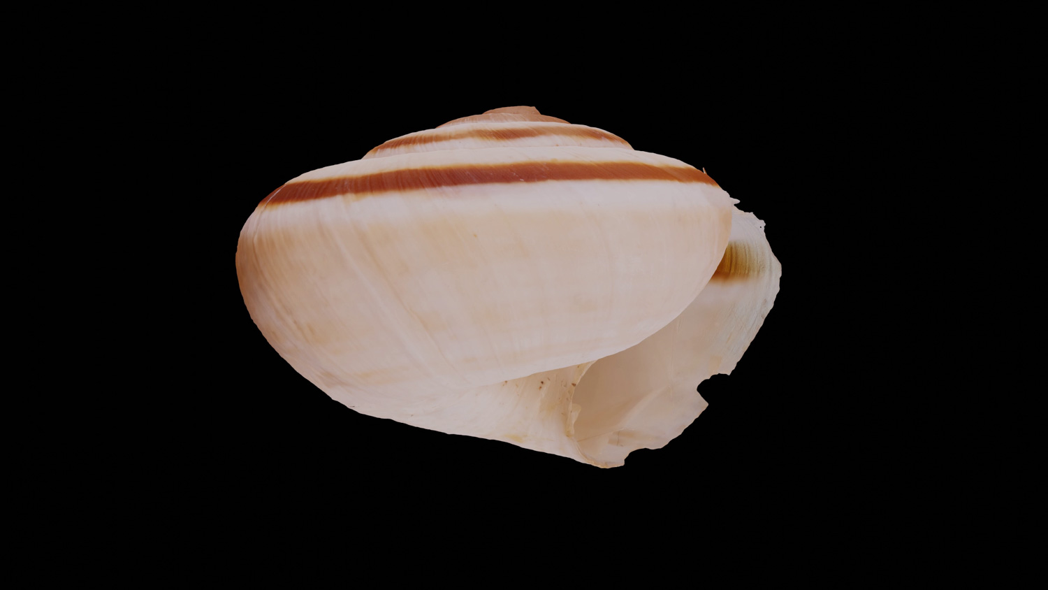 Xerolenta obvia